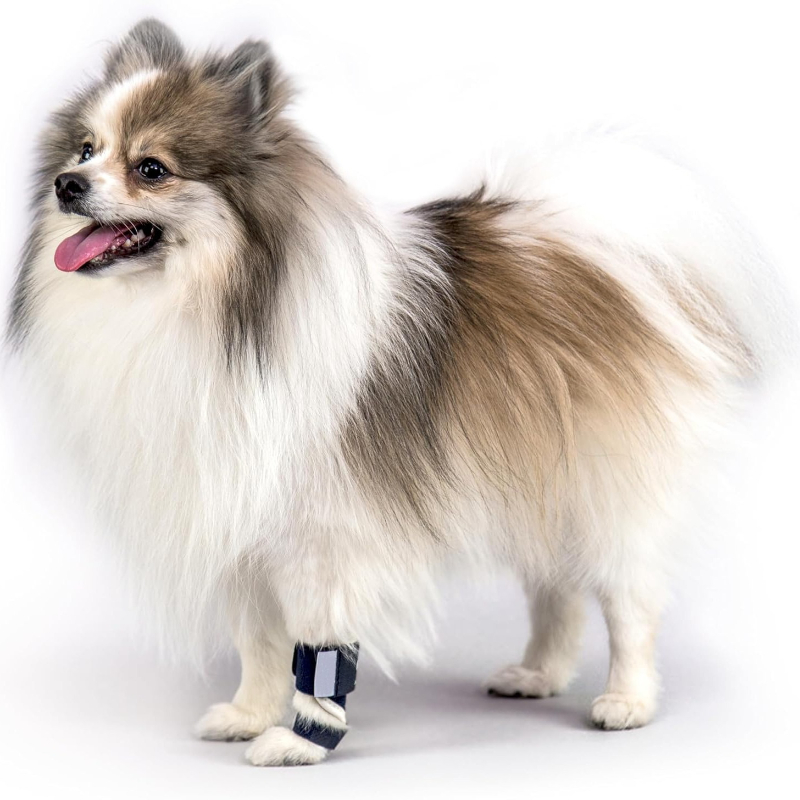 Soporte para Perros con Hipere - Ankle Mobility Band reseña y precio